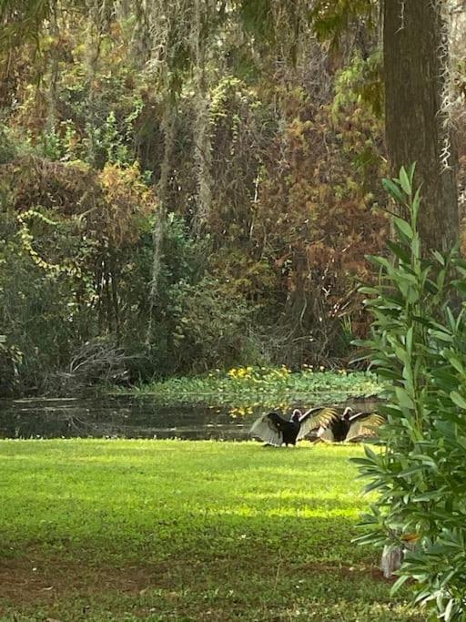 Professor Rousseau'S Manatee Bay Crystal River Exterior foto